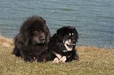 DOGUE DU TIBET 177